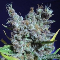 Runz Gummy  (Black Farm Genetix Seeds) Cannabis Seeds
