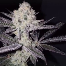 Sinaloa (Black Farm Genetix Seeds) Cannabis Seeds