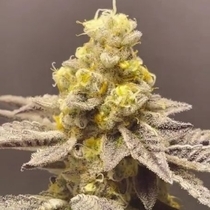 Venice Kush Cake (Black Farm Genetix Seeds) Cannabis Seeds