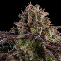 Auto K-Mintz (Ripper Seeds) Cannabis Seeds