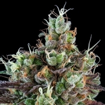 Auto Sour Ripper (Ripper Seeds) Cannabis Seeds