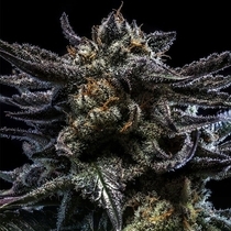 Auto Zombie Kush (Ripper Seeds) Cannabis Seeds