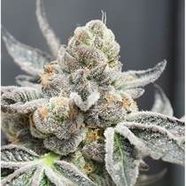 Break Pad Breath (Ripper Seeds) Cannabis Seeds