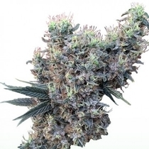 Golden Tiger x Panama LIMITED EDITION (Ace Seeds) Cannabis Seeds