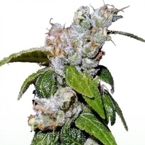 Green Haze 19 A5 LIMITED EDITION(Ace Seeds) Cannabis Seeds