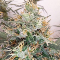  Panama x Malawi Limited Edition (Ace Seeds) Cannabis Seeds