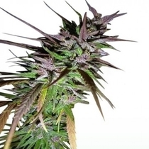 Purple Pakistani Haze (Ace Seeds) Cannabis Seeds