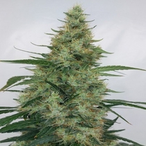  Super Panama Haze(Ace Seeds) Cannabis Seeds