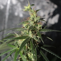 Thai A5 Haze (Ace Seeds) Cannabis Seeds