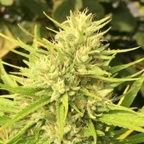 Bubba Kush x PCK (Ace Seeds) Cannabis Seeds