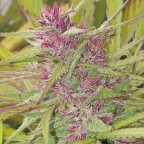 Purple Satellite (Ace Seeds) Cannabis Seeds