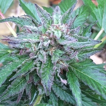 Early Bubba LIMITED EDITION  Cannabis Seeds