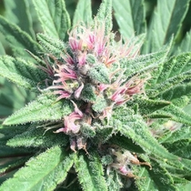  ErdPurt x PCK LIMITED EDITION(Ace Seeds) Cannabis Seeds