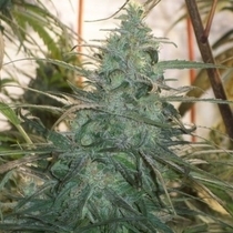  Mountain Gold LIMITED EDITION (Ace Seeds) Cannabis Seeds