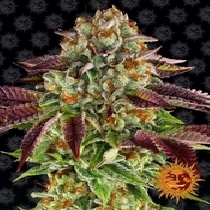 Biscotti (Barneys Farm Seeds) Cannabis Seeds