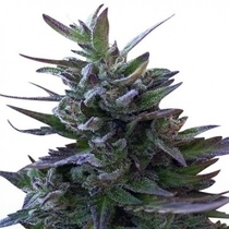 Nepal Mist LIMITED EDITION (Ace Seeds) Cannabis Seeds
