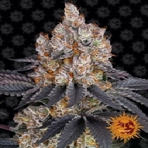 Gelato (Barneys Farm Seeds) Cannabis Seeds