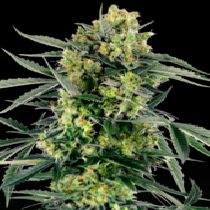 Blueberry Zkittlez Auto (Sensi Research) Cannabis Seeds