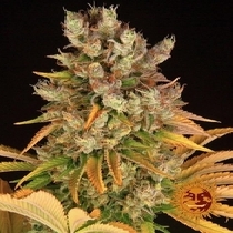 GMO(Barneys Farm Seeds) Cannabis Seeds