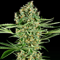 Critical Runtz (Sensi Seeds Research) Cannabis Seeds