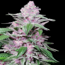 Purple Cookie Kush (Sensi Seeds Research) Cannabis Seeds