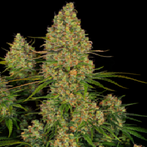 Sticky Orange XXL Auto  (Sensi Seeds Research) Cannabis Seeds