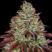 Tezla OG (Sensi Seeds Research) Cannabis Seeds