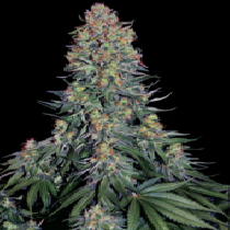 Blue Skunk (Sensi Seeds) Cannabis Seeds