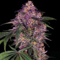 Purple Kush  (Sensi Seeds) Cannabis Seeds