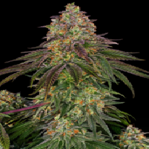 Sweet Cherry Kush  (Sensi Seeds) Cannabis Seeds