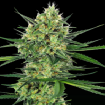 Tangerine Sugar (Sensi Seeds) Cannabis Seeds