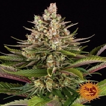 Sour Strawberry (Barneys Farm Seeds) Cannabis Seeds