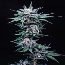 Blueberry Pancakes (Humboldt Seed Company ) Cannabis Seeds