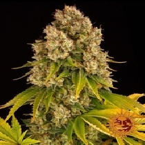 Cheese Auto (Barneys Farm Seeds) Cannabis Seeds