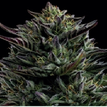 California Octane  (Humboldt Seed Company) Cannabis Seeds