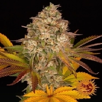Cookies Kush Auto (Barneys Farm Seeds) Cannabis Seeds