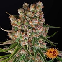 GMO Auto (Barneys Farm Seeds) Cannabis Seeds