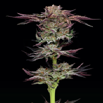 Jelly Donutz (Humboldt Seed Company) Cannabis Seeds