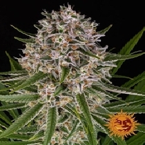 Lemon Haze Auto (Barneys Farm Seeds) Cannabis Seeds