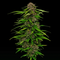 Squirt Auto (Humboldt Seed Company) Cannabis Seeds
