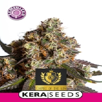 Empire Of The Sun (Kera Seeds) Cannabis Seeds