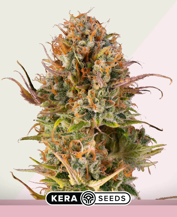Empire Of The Sun (Kera Seeds) Cannabis Seeds