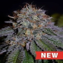 Biscotti(Cream Of The Crop Seeds) Cannabis Seeds