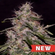 Frosted Guava (Cream Of The Crop Seeds) Cannabis Seeds