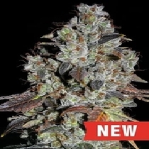 Jealousy (Cream Of The Crop Seeds) Cannabis Seeds
