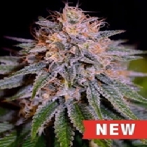 Biscotti Auto (Cream Of The Crop Seeds) Cannabis Seeds