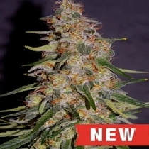Frosted Guava Auto (Cream Of The Crop Seeds) Cannabis Seeds