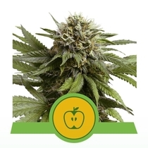  Apple Fritter Automatic (Royal Queen Seeds) Cannabis Seeds