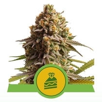 Wedding Cake Automatic (Royal Queen Seeds) Cannabis Seeds