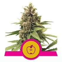  Apple Fritter (Royal Queen Seeds) Cannabis Seeds